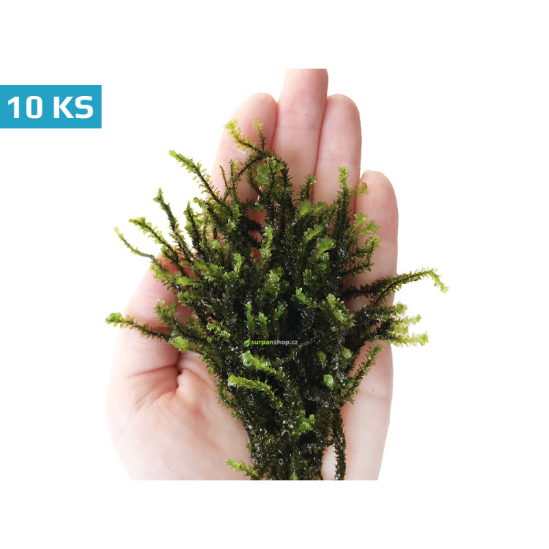 Distichophyllum sp. Hookeriaceae - 10ks - Rare moss - SURPAN Distichophyllum sp. Hookeriaceae - 10ks - Rare moss - SURPAN