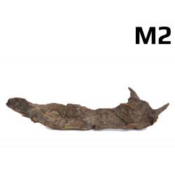 Kořen Mangrove 28cm - M2