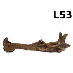 Kořen Mangrove 36cm - L53