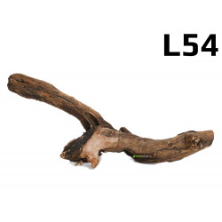 Kořen Mangrove 38cm - L54