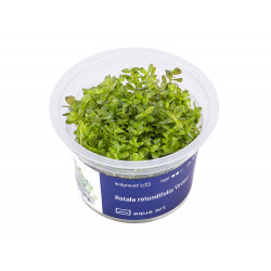 Rotala rotundifolia Green - in vitro AquaArt