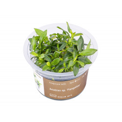 Anubias sp. Pangolino - limitovaná edice - in vitro AquaArt