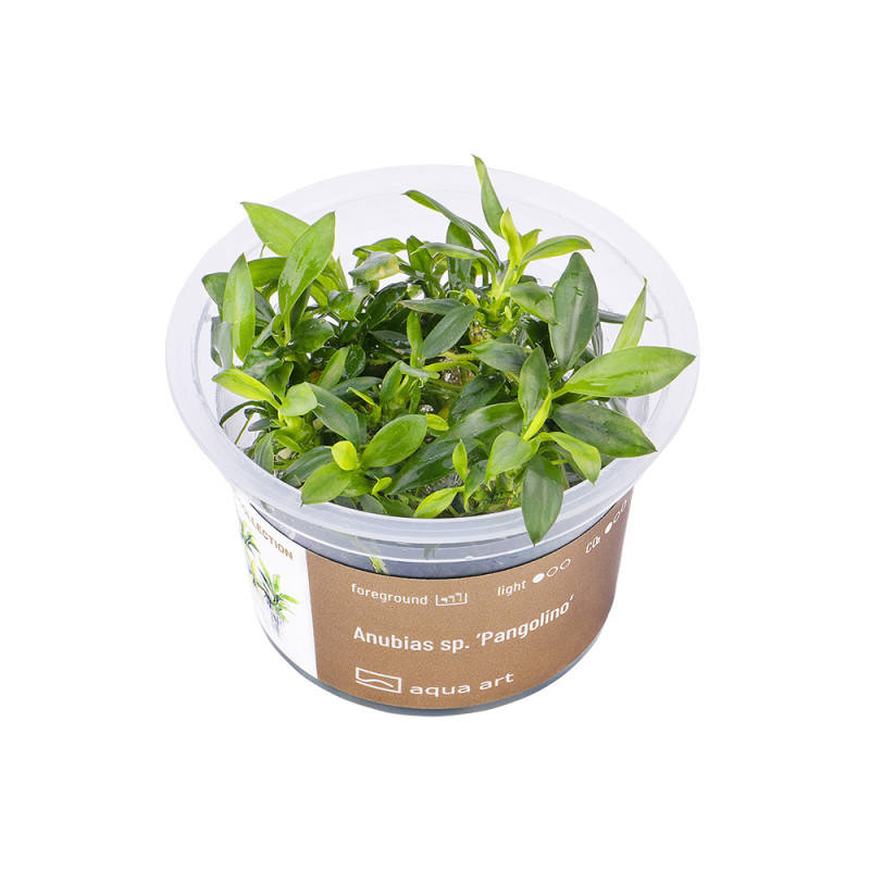 Anubias sp. Pangolino - limitovaná edice - in vitro AquaArt Anubias sp. Pangolino - limitovaná edice - in vitro AquaArt