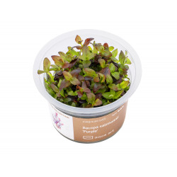 Bacopa salzmannii Purple - in vitro AquaArt