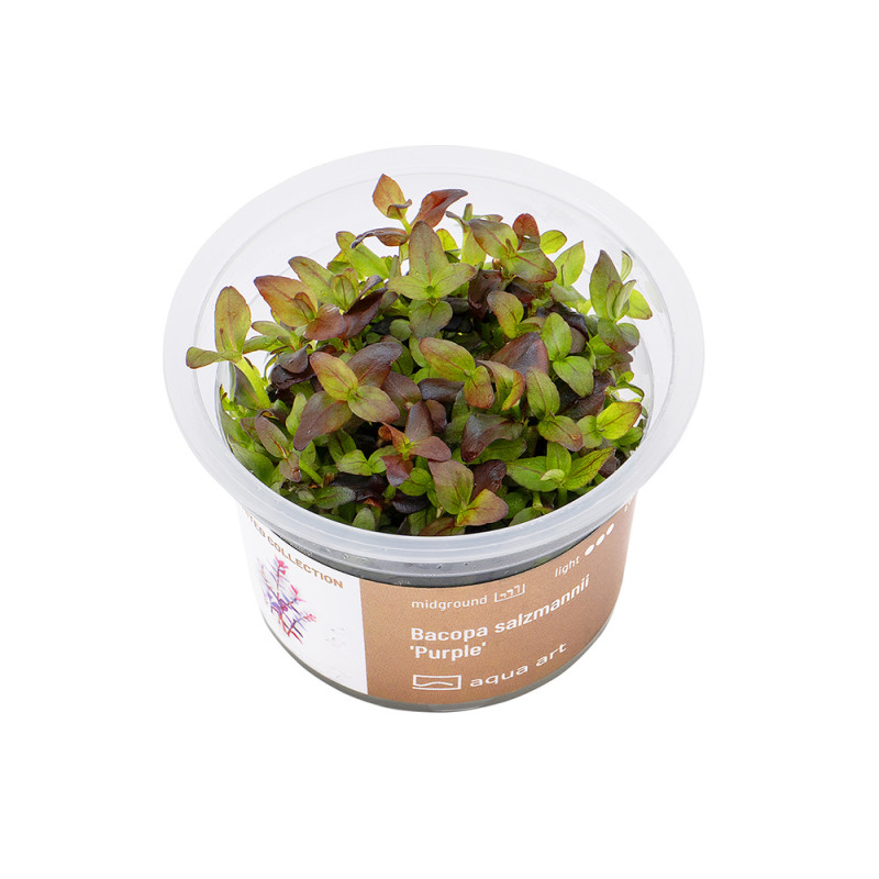 Bacopa salzmannii Purple - in vitro AquaArt