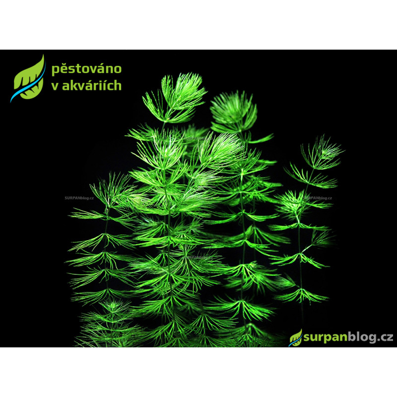 Ceratophyllum demersum - SURPAN Ceratophyllum demersum - SURPAN