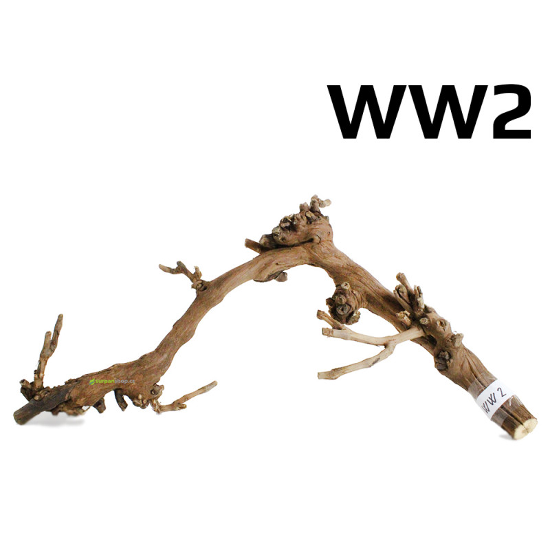 Kořen Wine Wood 55cm - WW2