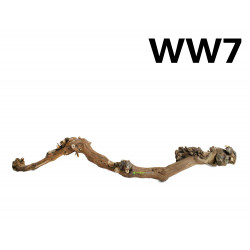 Kořen Wine Wood 74cm - WW7