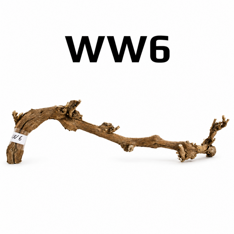 Kořen Wine Wood 64cm - WW6